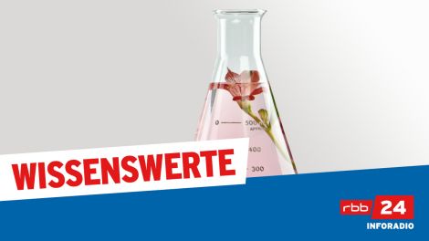 RBB Wissenswerte Logo der Sendereihe "Wissenswerte" des RBB
